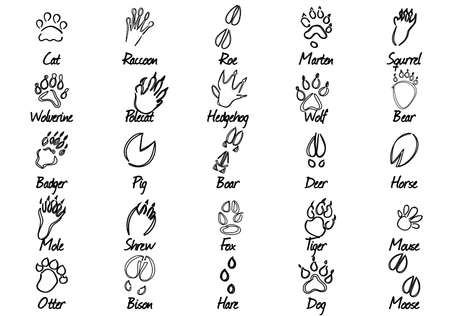 Black-white set of 25 animal trails and namesのイラスト素材