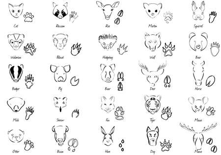 Black-white set of 25 animals, trails and namesのイラスト素材