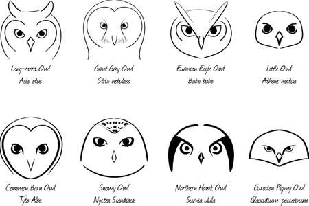 Set of owlsのイラスト素材