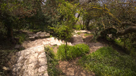 Old scenic stone stairs leading down in the forestの写真素材
