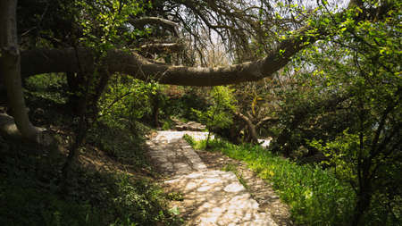 Scenic stone stairs leading down in the forestの写真素材