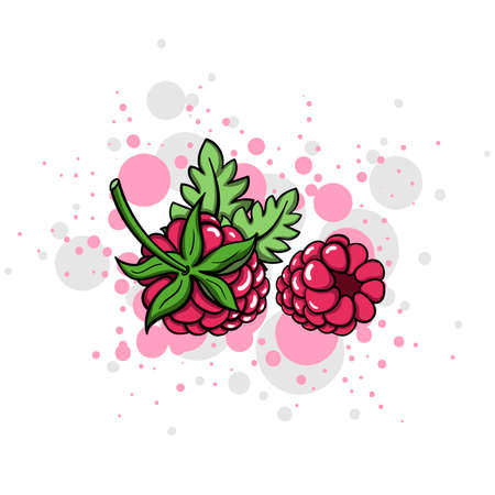 Hand drawn raspberry on the bright background. Vector illustrationのイラスト素材