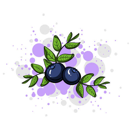 Hand drawn blueberry on the bright background. Vector illustrationのイラスト素材