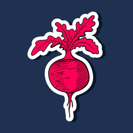 Bright sticker with hand drawn radish. Vector illustration.のイラスト素材
