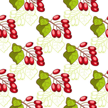 Seamless pattern made from hand drawn barberry on white background.のイラスト素材