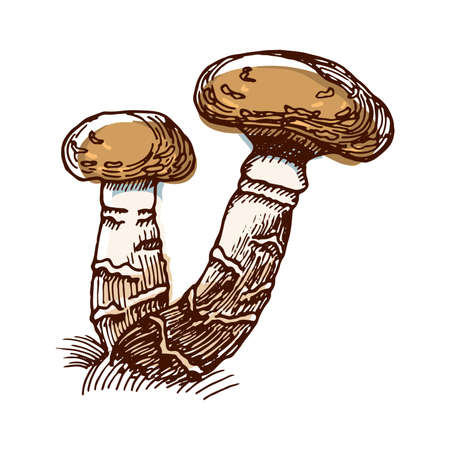 Honey Agaric Color Sketch Vector illustration.のイラスト素材