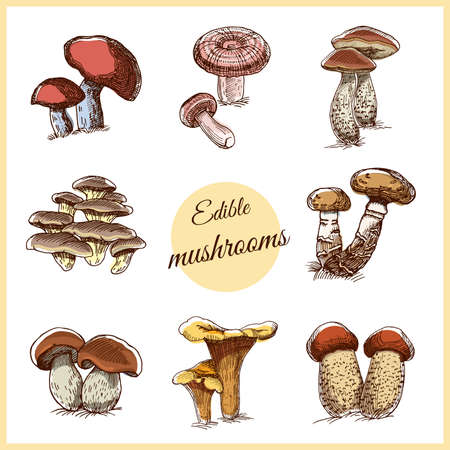 Collection of edible hand drawn mushrooms isolated on white background. Vector illustrationのイラスト素材