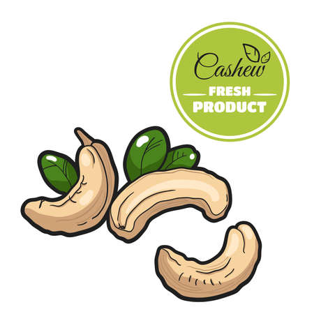 Colored Cashew On Whiteのイラスト素材