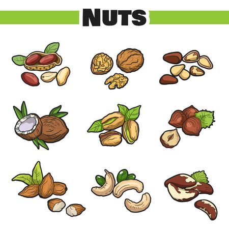 Fresh Nuts Setのイラスト素材