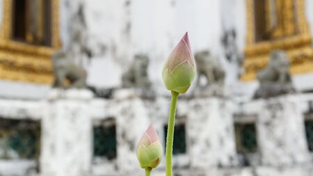 Lotus in templeの写真素材