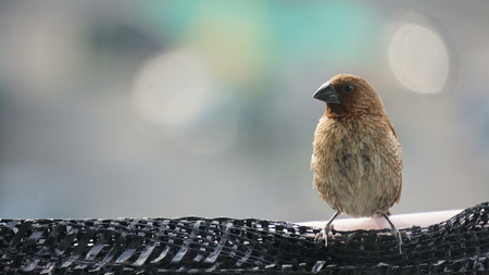 Bird in cityの写真素材