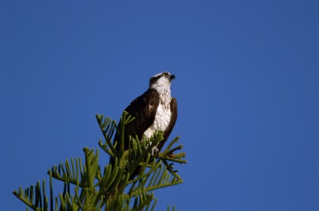 Osprey, Pandion haliaetus birdの写真素材