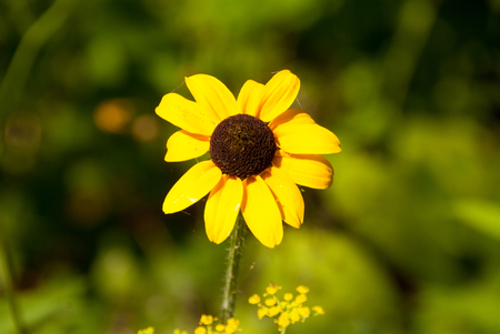 Black Eyed Susan - Rudbeckia hirtaの写真素材