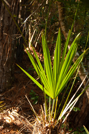 Green Plametto frondの写真素材