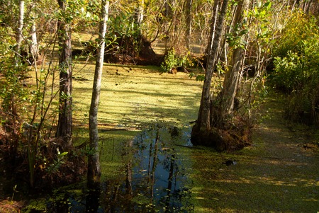 Pond scum and treesの写真素材