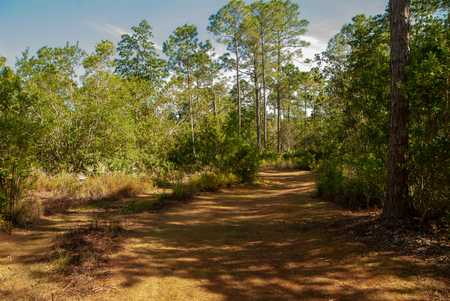 Secluded Trail Walk thru loblolly pine treesの写真素材