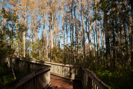 Boardwalk thru pinesの写真素材