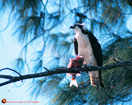 Osprey eating fishの写真素材