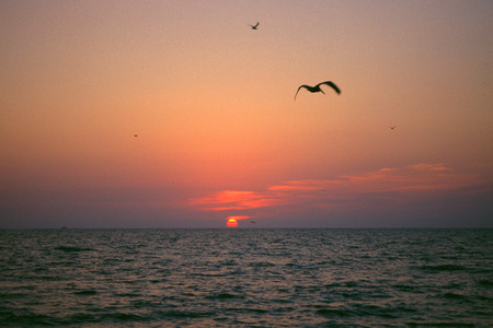 Pelicans at sunsetの写真素材