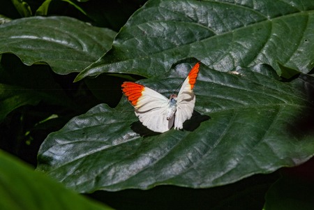 Skipper Butterflyの写真素材