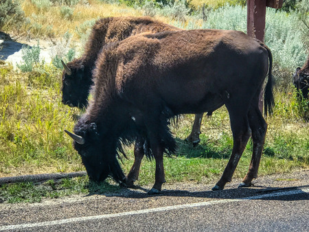Theodore Rosevelt National Park north Dakota USAの写真素材