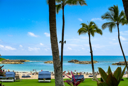 tropical flowers and plants overlooking Pacific Ocean.の写真素材