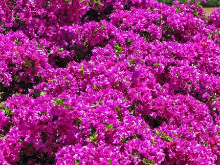 Bougainvillea Plants Fern Grottoの写真素材