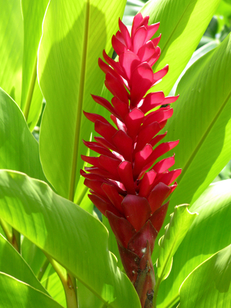 Red Ginger plantの写真素材