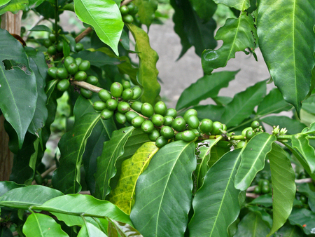 coffee beans on treeの写真素材