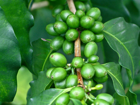 coffee beans on treeの写真素材