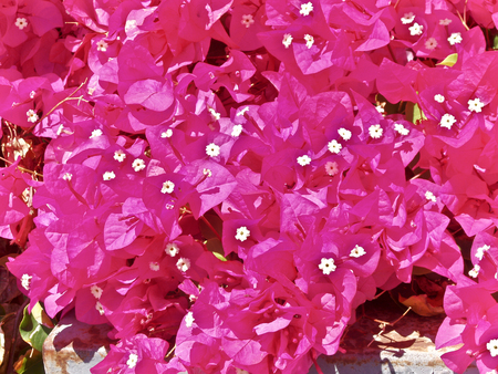 Red Bougainvillea bloomsの写真素材