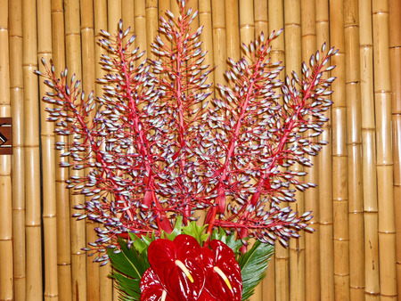 Laceleaf flowers Hawaii flamingo flowerの写真素材