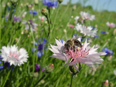 Bee sitting on pink cornflowerの写真素材