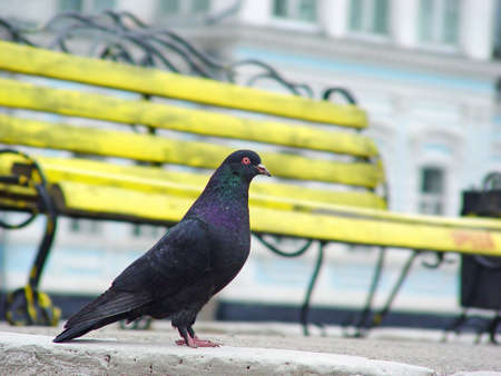 Blue pigeon sitting near yellow bench                               の写真素材