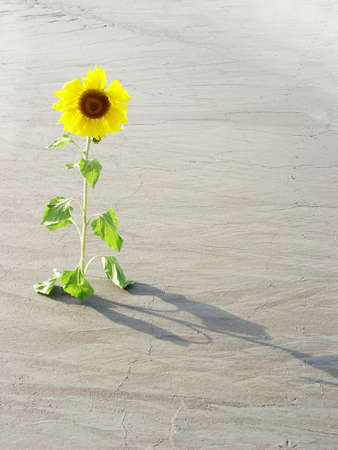 Lonley little sunflower growing in the desert                          の写真素材