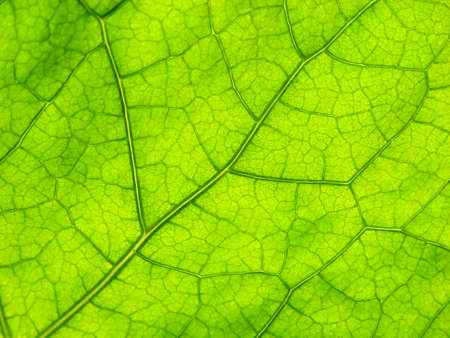 close-up photo of a green leaf