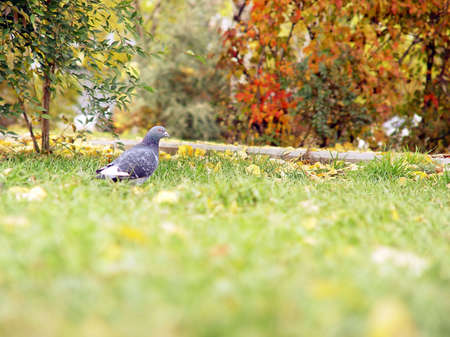 walking alone pigeon in the autumn parkの写真素材