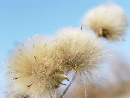three burdock flowers with blue skyの写真素材