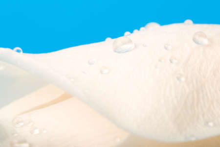 drops of water on rose petal with blue backgroundの写真素材