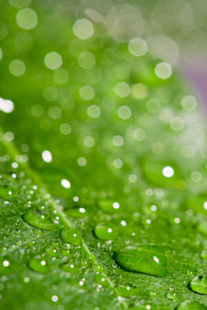 green wet leaf with water drops