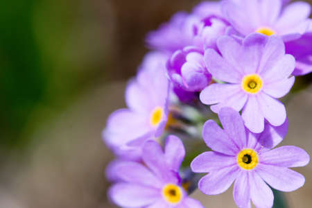 blossom lilac flowers macro nature photoの写真素材
