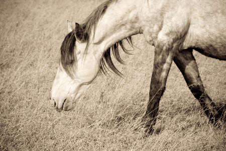 sepia toned photography of old horseの写真素材