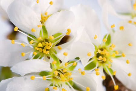 blossom white wild apple tree macro season photographyの写真素材
