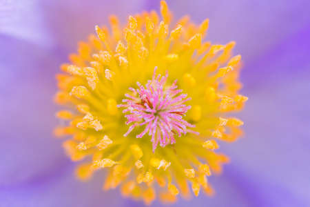 macro center of pasque violent flowerの写真素材