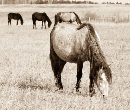 antigue old style stylized photosの写真素材