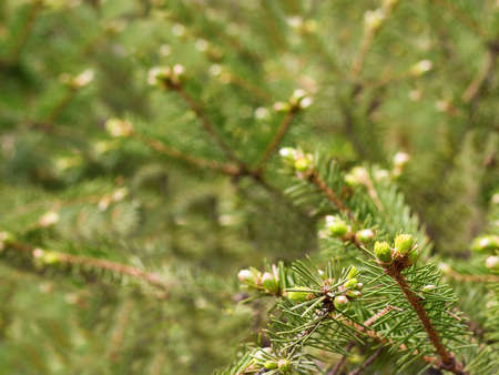 closeup green macro fur-tree backdrop photography
