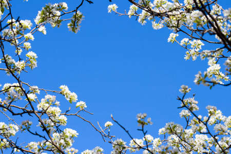 closeup abloom apple tree with blue sky backgroundの写真素材