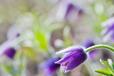 macro abloom violet pasqueflower at the right bottom corner, copy space for text