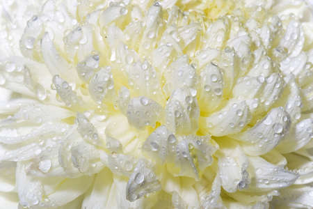 closeup macro wet chrysanthemum bud, creamy colorの写真素材