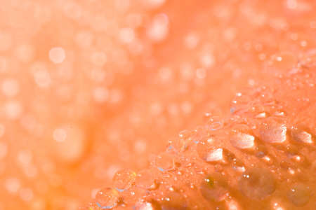 orange flower petal abstract background with drops of waterの写真素材